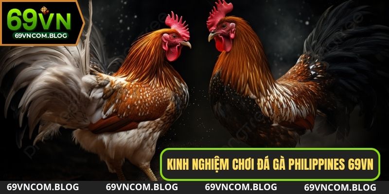 Kinh nghiệm chơi chọi gà Philippines trực tuyến