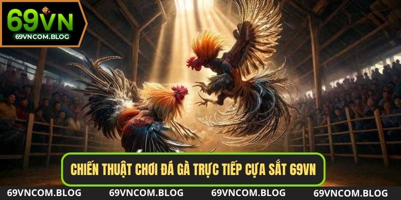 Chiến thuật quản lý ngân sách khi chơi đá gà trực tiếp cựa sắt