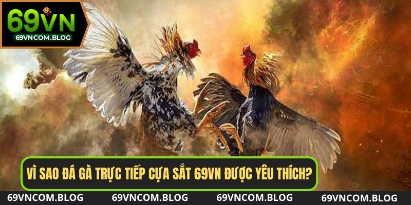 Sức hấp dẫn đến từ bộ môn đá gà trực tiếp cựa sắt