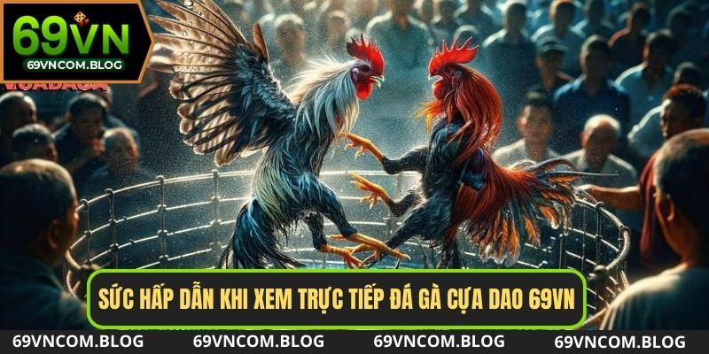 Trực tiếp đá gà cựa dao quy tụ hàng ngàn chiến kê xuất sắc