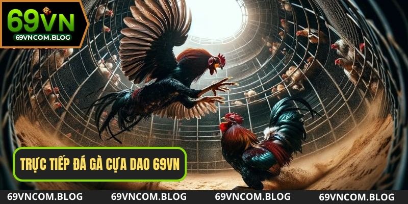 Trực tiếp đá gà cựa dao