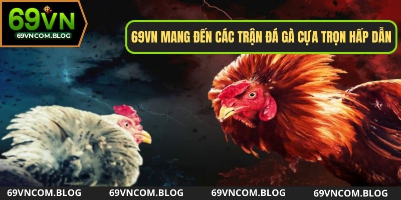 69VN mang đến các trận đá gà cựa trọn hấp dẫn